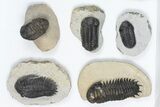 Lot: Assorted Devonian Trilobites - Pieces #84738-1